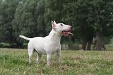 BULL TERRIER MINIATURE 117